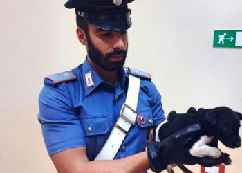 Cassibile, rinvenuti cinque cuccioli in un sacco della spazzatura: intervengono i Carabinieri