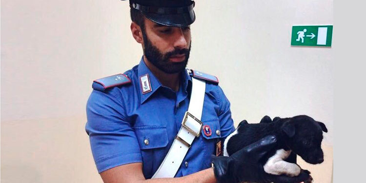 Cassibile, rinvenuti cinque cuccioli in un sacco della spazzatura: intervengono i Carabinieri