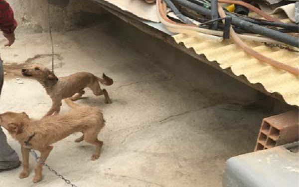 Noto, scoperto un canile abusivo: denunciato per maltrattamento di animali