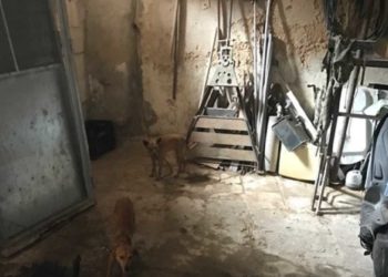 Noto, scoperto un canile abusivo: denunciato per maltrattamento di animali