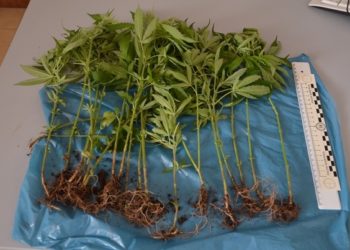 Priolo, la Polizia sequestra 20 piante di marijuana coltivate in un terreno abbandonato