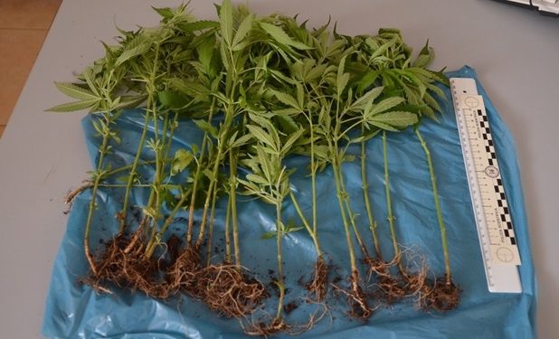 Priolo, la Polizia sequestra 20 piante di marijuana coltivate in un terreno abbandonato