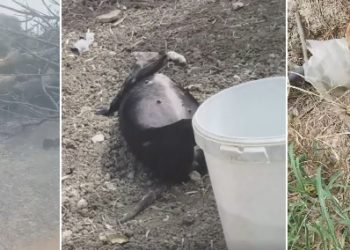Floridia. Cani arsi vivi all’interno di un terreno in fiamme