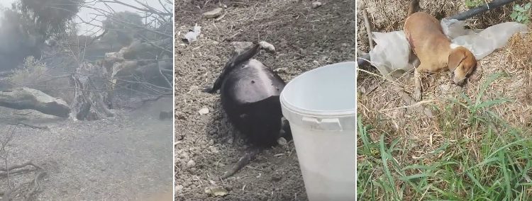 Floridia. Cani arsi vivi all’interno di un terreno in fiamme