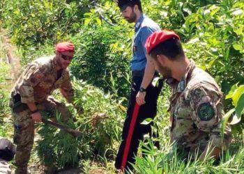 Franconfonte, i Carabinieri scoprono un’estesa piantagione di marijuana in contrada San Leo: arrestati due braccianti agricoli