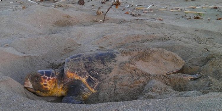 Siracusa, la tartaruga marina Bianca schiacciata da un trattore: aveva deposto le sue uova