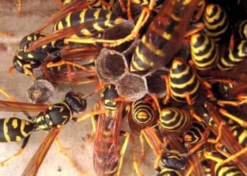 Floridia. Attaccato da uno sciame di vespe, muore a 82 anni per uno choc anafilattico