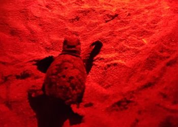 Priolo non finisce di stupire: osservata la prima nidificazione di tartarughe Caretta caretta