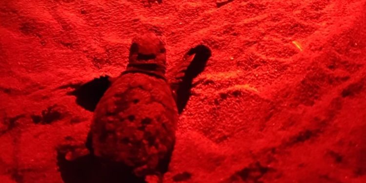 Priolo non finisce di stupire: osservata la prima nidificazione di tartarughe Caretta caretta