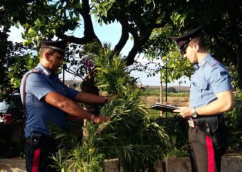 Carlentini. Asportano diverse piante di canapa da un fondo agricolo: due arresti
