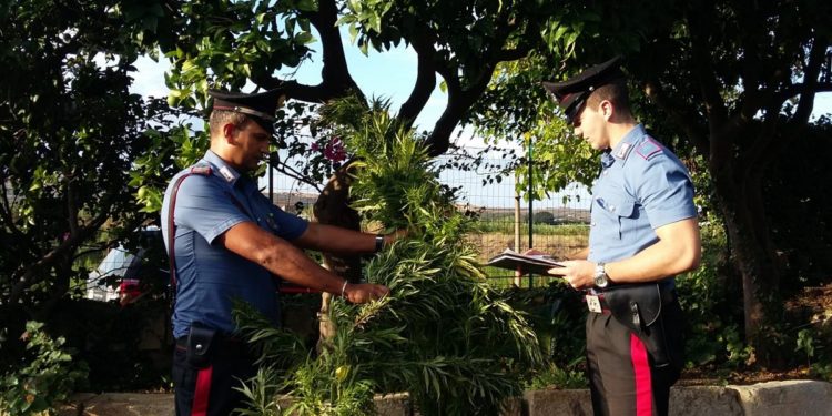 Carlentini. Asportano diverse piante di canapa da un fondo agricolo: due arresti
