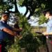 Carlentini. Asportano diverse piante di canapa da un fondo agricolo: due arresti