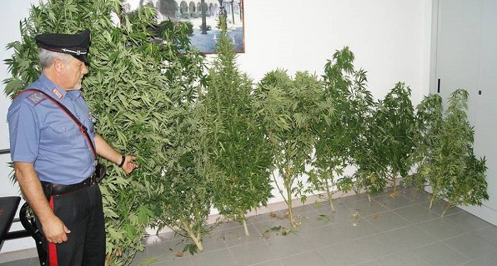 Canicattini Bagni, coltivava piante di marijuana nel giardino di casa: denunciato