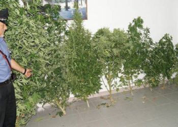 Sortino, sorpreso ad irrigare piantagione di marijuana: arrestato un 35enne