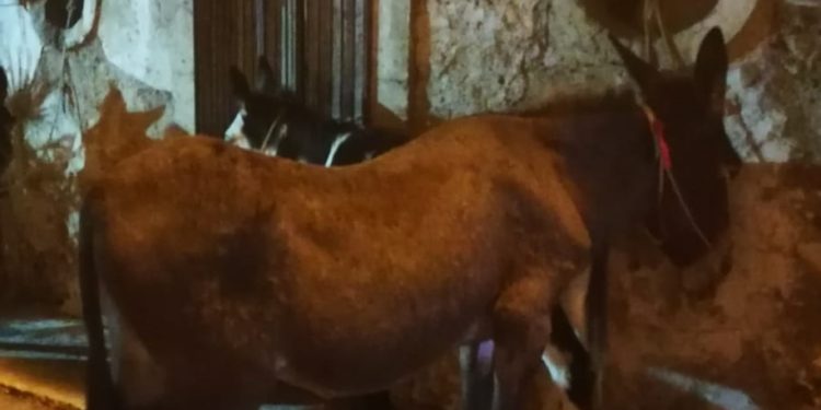 Canicattini Bagni. XXXIII Palio San Michele: sfilate, corse con gli asini e museo sotto le stelle