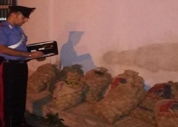 Siracusa. All’interno del baule e dell’abitacolo dell’auto 200 chili di limoni rubati: due arresti