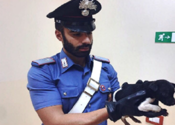 Portopalo, maltrattamento di animali: denunciati due uomini