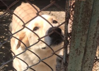 Siracusa. Nuove norme sui rifugi e canili, l’assessore Granata: “diventeranno oasi aperte e liberamente frequentate”