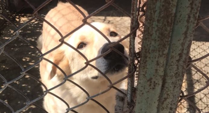 Siracusa. Nuove norme sui rifugi e canili, l’assessore Granata: “diventeranno oasi aperte e liberamente frequentate”