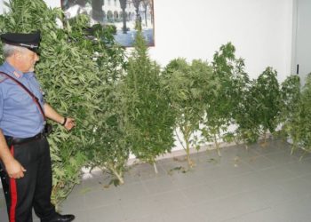 Sortino, piante di marijuana e munizioni in casa: pensionato finisce ai domiciliari