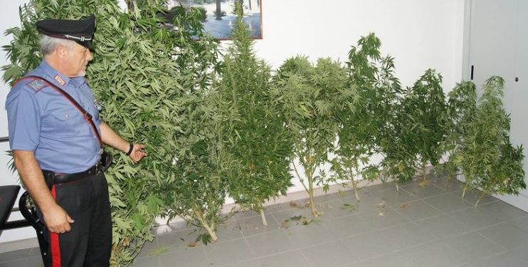 Sortino, piante di marijuana e munizioni in casa: pensionato finisce ai domiciliari