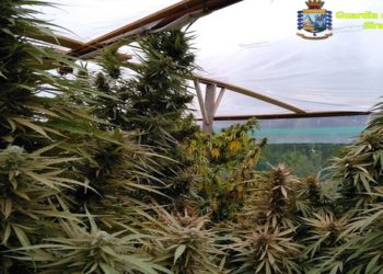 Siracusa. Piante di marijuana e 10 mila euro in contanti nascosti in una scarpa: in manette due fratelli