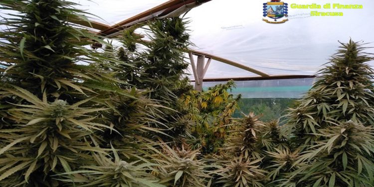 Siracusa. Piante di marijuana e 10 mila euro in contanti nascosti in una scarpa: in manette due fratelli