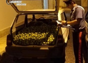 Belvedere, sorpresi in auto con 100 chili di agrumi rubati: arrestati dai Carabinieri
