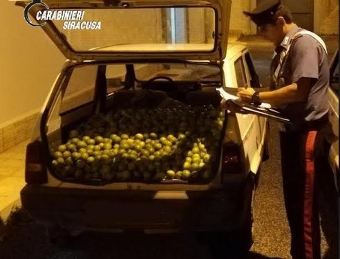 Belvedere, sorpresi in auto con 100 chili di agrumi rubati: arrestati dai Carabinieri