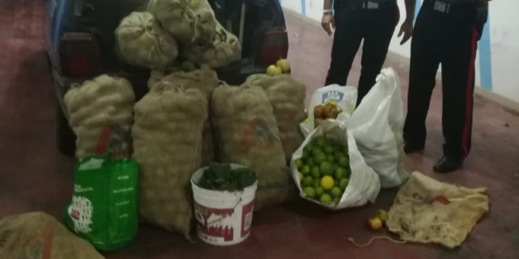 Floridia, maxi furto di agrumi: 2 arresti dei Carabinieri