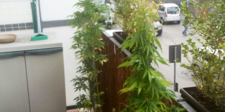 Lentini, coltiva marijuana sul balcone di casa: denunciato un 18enne