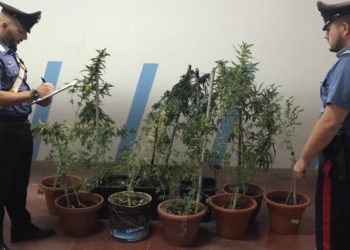 Siracusa. Coltivava nel giardino di casa piante di marijuana: arrestato un 25enne