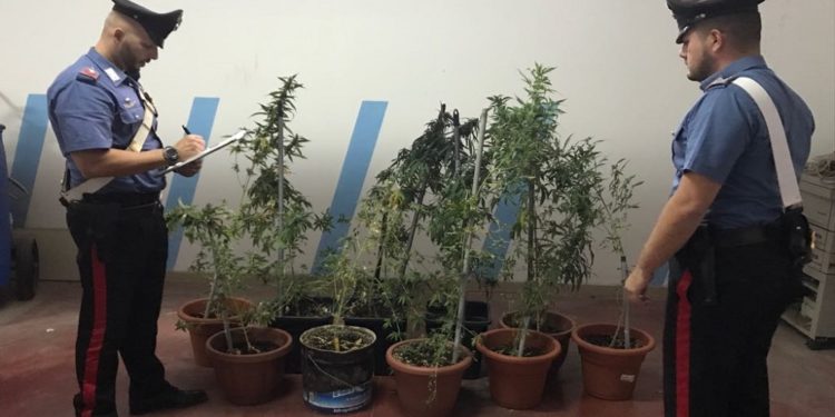 Siracusa. Coltivava nel giardino di casa piante di marijuana: arrestato un 25enne