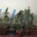 Siracusa. Coltivava nel giardino di casa piante di marijuana: arrestato un 25enne