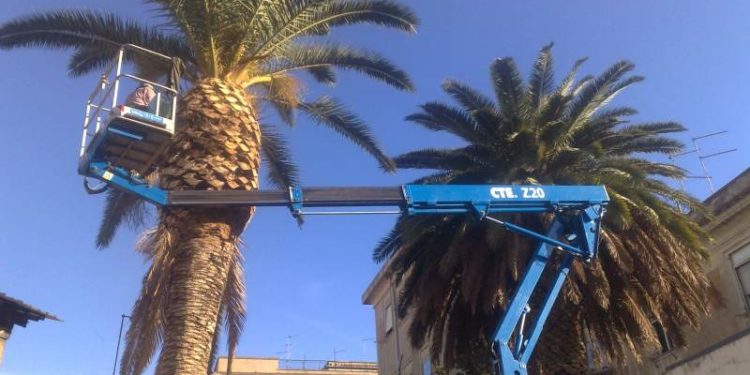 Siracusa. Modifiche alla viabilità in Ortigia per la potatura di una palma