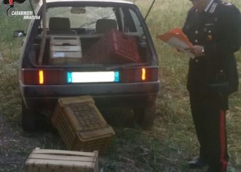 Belvedere. Tenta di rubare 60 chili di agrumi ma viene sorpreso dai Carabinieri