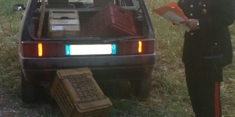 Belvedere. Tenta di rubare 60 chili di agrumi ma viene sorpreso dai Carabinieri