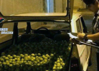 Siracusa, reati predatori ai danni di fondi agricoli: tre arresti tra Cassibile e Belvedere