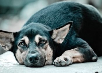 Siracusa. Nucleo speciale della Polizia Municipale per i diritti degli animali