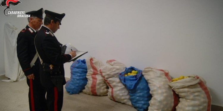 Lentini. Tentano di rubare 400 chili di agrumi, scoperti dai Carabinieri