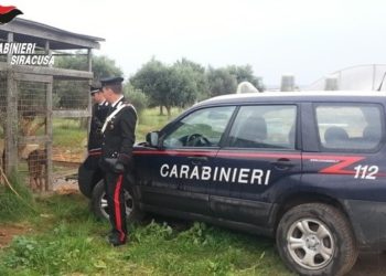 Rosolini, i Carabinieri liberano 13 cani prigionieri del padrone spacciatore