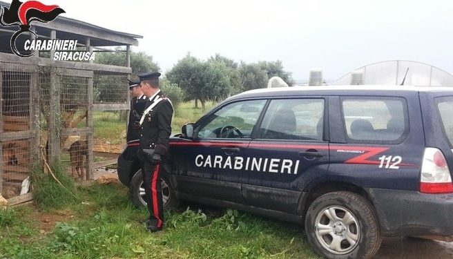 Rosolini, i Carabinieri liberano 13 cani prigionieri del padrone spacciatore