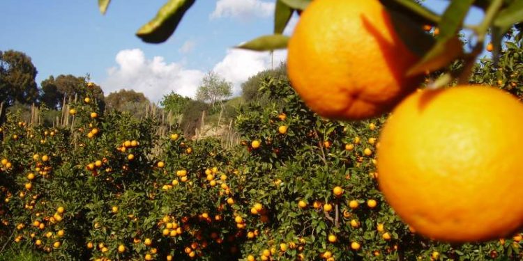 Noto. Tentano di rubare 400 chili di arance poi scappano alla vista degli agenti