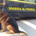 Siracusa. Finanzieri con il cane antidroga “Aquy”, sequestrano stupefacenti e contanti