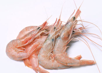 Portopalo di Capo Passero, sabato e domenica “Expo del Gambero Rosa”