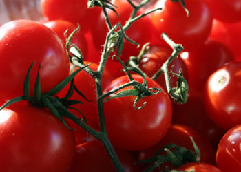 Pachino, il Pomodoro IGP sfiora i 10 milioni di chilogrammi di prodotto a marchio certificato