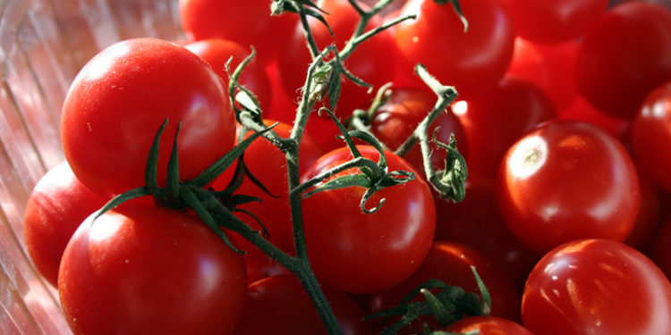 Pachino, il Pomodoro IGP sfiora i 10 milioni di chilogrammi di prodotto a marchio certificato
