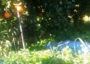 Lentini. Sorpresi a rubare agrumi in contrada Carbonella, denunciate quattro persone