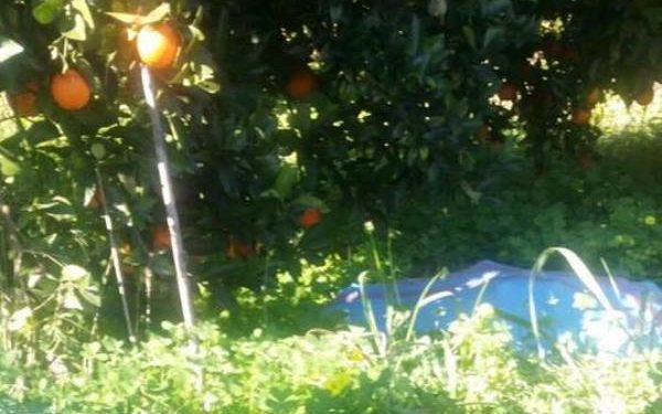 Lentini. Sorpresi a rubare agrumi in contrada Carbonella, denunciate quattro persone