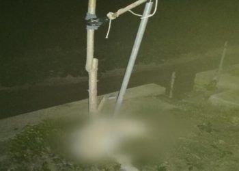 Cucciolo di cane impiccato a Pachino, il sindaco: “gesto brutale, caccia ai responsabili”